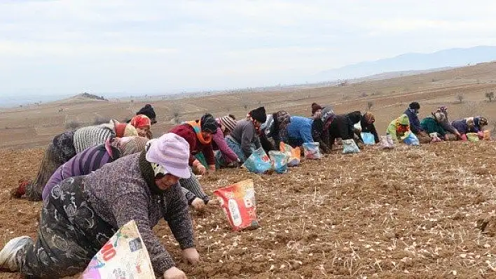 Taşköprü sarımsağında ekim zamanı