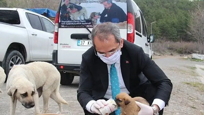 Kaymakam Pişkin sokak hayvanlarına yiyecek bıraktı