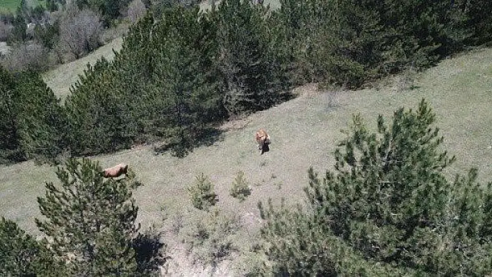 Kastamonu'da kayıp büyükbaş hayvanları jandarma buldu