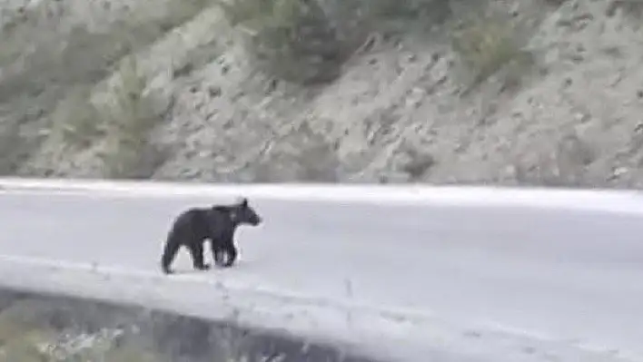 Kastamonu'da yol kenarında görülen ayı görüntülendi