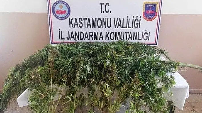 Tarlalarına ve ormana kenevir eken 2 kişi yakalandı