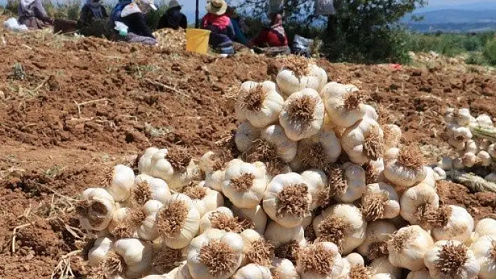 &quotTaşköprü sarımsağının kalitesini dünya kabul ediyor"