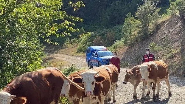 Kaybolan büyükbaş hayvanı jandarma buldu