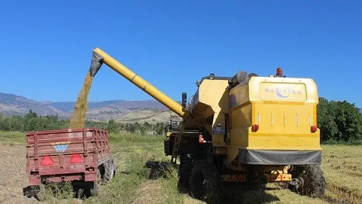 Tosya pirincinin hasadı başladı