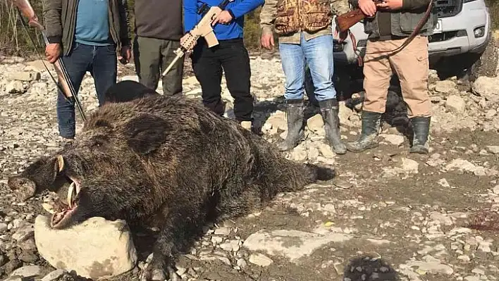 400 kilo ağırlığında domuz avladılar