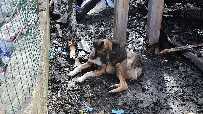 5 yavrusunu kaybeden köpek enkazdan ayrılmıyor