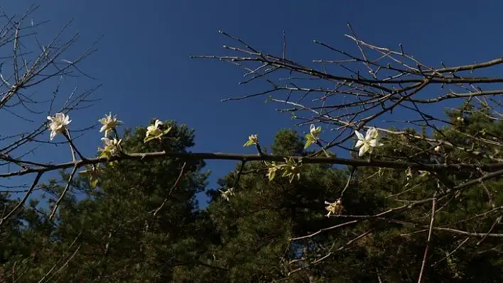 Abana'da meyve ağaçları kış ayında çiçek açtı