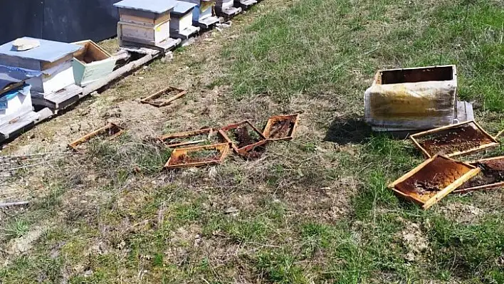 Aç kalan ayılar arı kovanlarını parçaladı