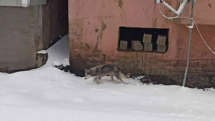 Aç kalan kurt ilçe merkezine indi!