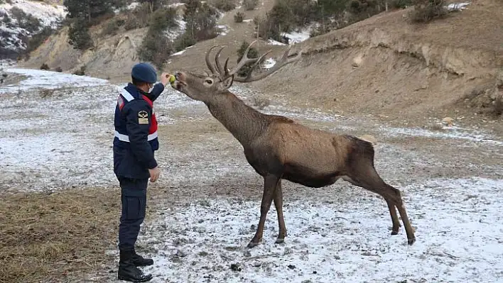 Alageyik sürüsü, kışlada karınlarını doyuruyor