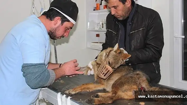 Aracın Çarptığı Yavru Kurt, Tedavi Altına Alındı