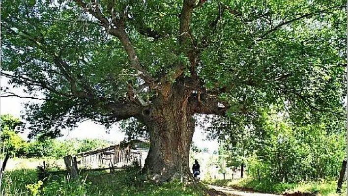 'Asırlık Anıt Ağaçlar' sergisi