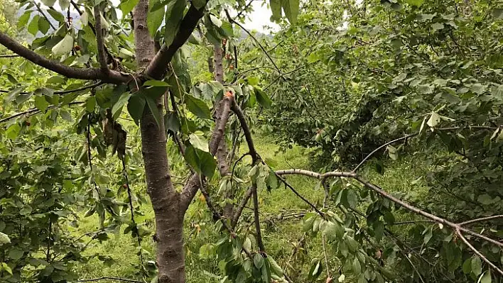 Ayı, önce mezarı şimdi de kiraz ağaçlarını talan etti