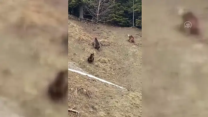 Ayı ve iki yavrusu görüntülendi