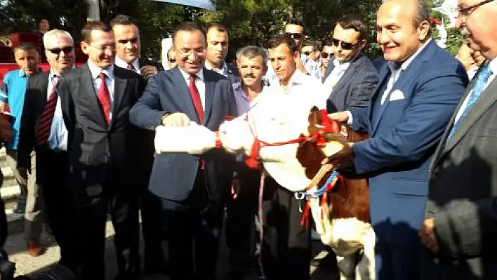 Başbakan Yardımcısı Bekir Bozdağ, biberonla buzağı besledi