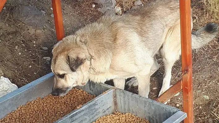 Belediye 20 mahallede sokak hayvanları ile kuşları besledi