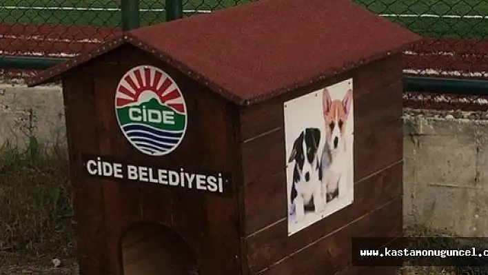 Belediyeden sokak köpeklerine kulübe