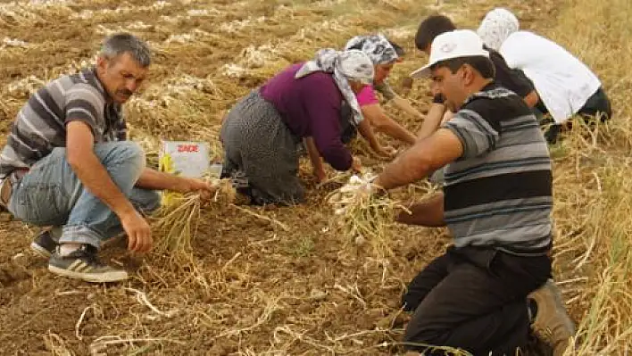 'Beyaz altın'ın hasadı başladı