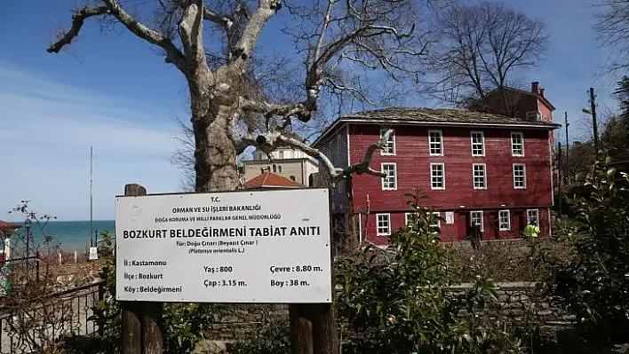 Bozkurt'ta 8 asırlık anıt çınarın mevsimlik bakımı yapıldı