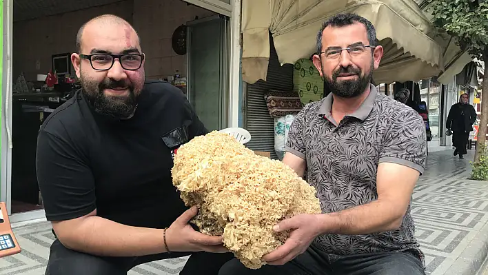 Bu çam mantarı 6 kilo ağırlığında