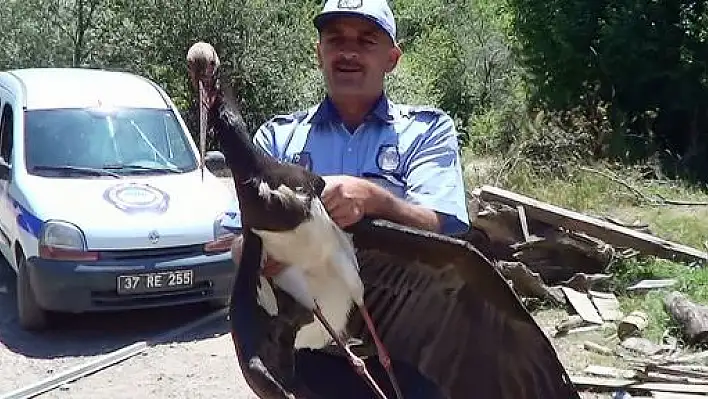 Bulduğu Yaralı Balıkçıl Kuşuna Kümeste Baktı