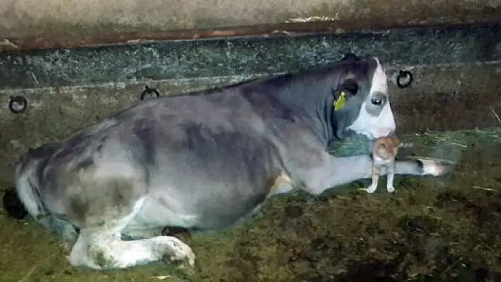 Buzağı ile Yavru Kedinin Süt Kardeşliği