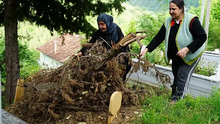 Ceset yiyen ayı, yeniden ortaya çıktı