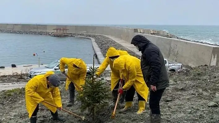 Cide'de fidanlar toprakla buluşturuldu