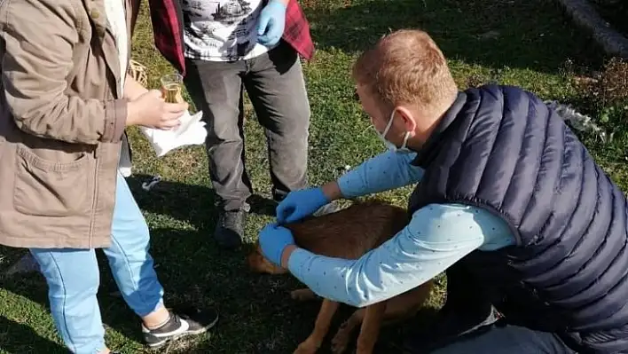 Cide'de sokak hayvanları aşılandı