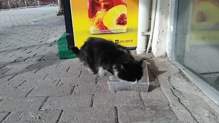 Cide'de sokak hayvanlarına mama dağıtıldı