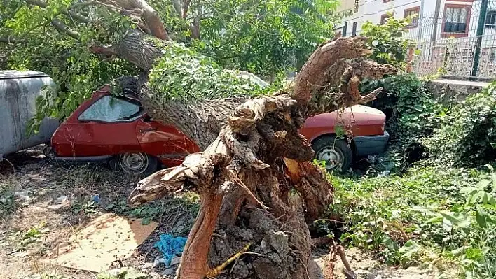 Dut ağacı, park halindeki aracın üzerine devrildi