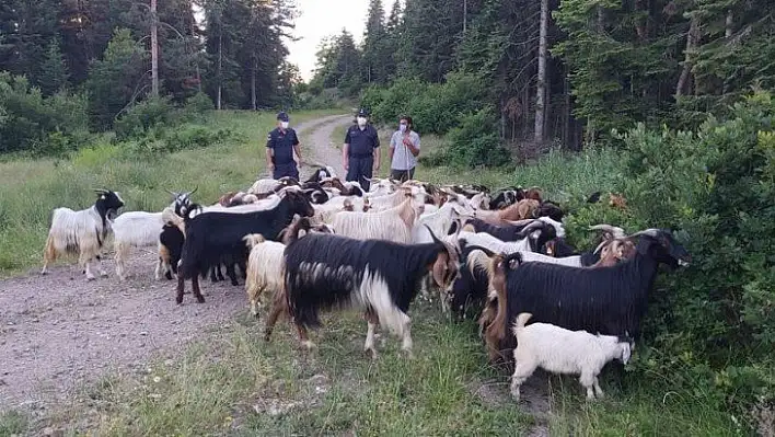 Daday'da kaybolan 150 keçi bulundu