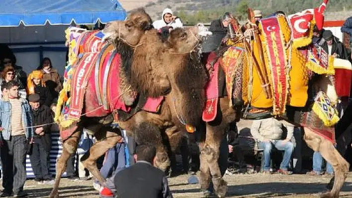 Deve güreşleri tarihleri belirlendi