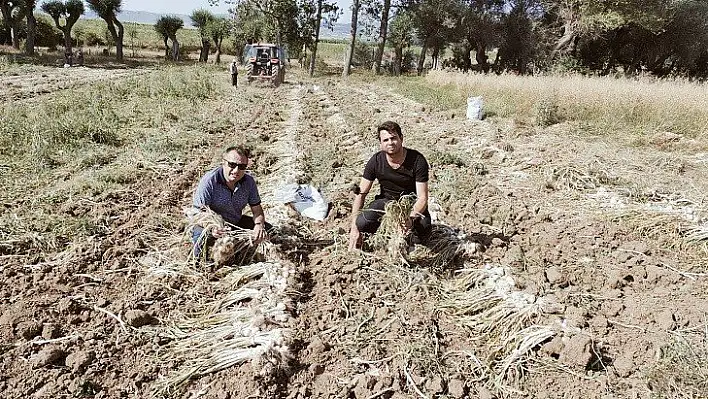 Devrekani'de sarımsak üretiminde başarı sağlandı