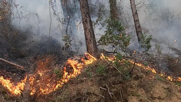 Doğanyurt'ta çıkan orman yangını kontrol altına alındı