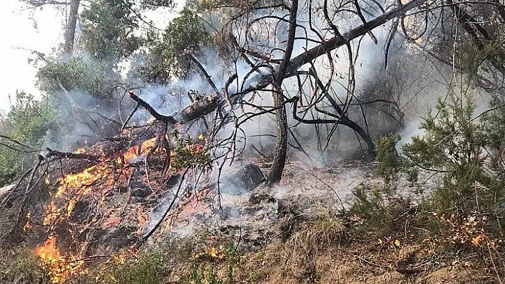 Doğanyurt'taki yangında soğutma çalışmaları tamamlandı