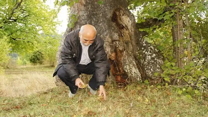 En yaşlı fındık ağacı Kastamonu'da