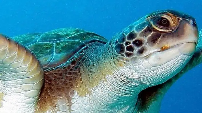 Engelli caretta caretta deniz canlılarıyla buluştu