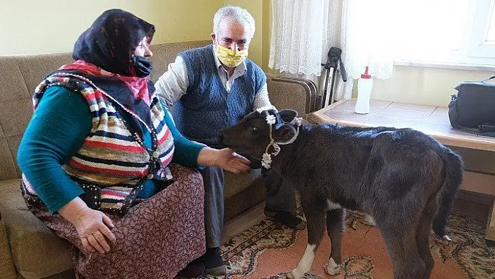 Erken doğan buzağılarını 'hasta olmasın' diye evlerine aldılar