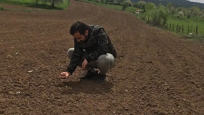 Genç çiftçi tarlasına karabuğday ekimine başladı