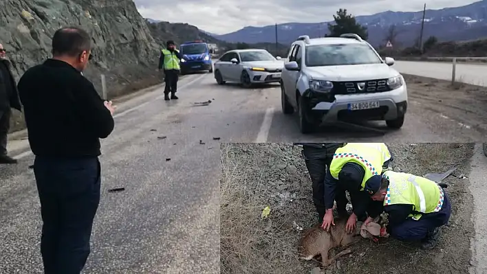 Hanönü'de aracın çarptığı karaca öldü