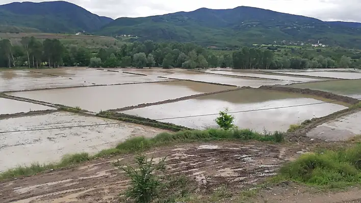 Hanönü'de çeltik tarlaları su altında kaldı