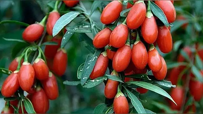 Hanönü'de 'kurt üzümü' toplantısı