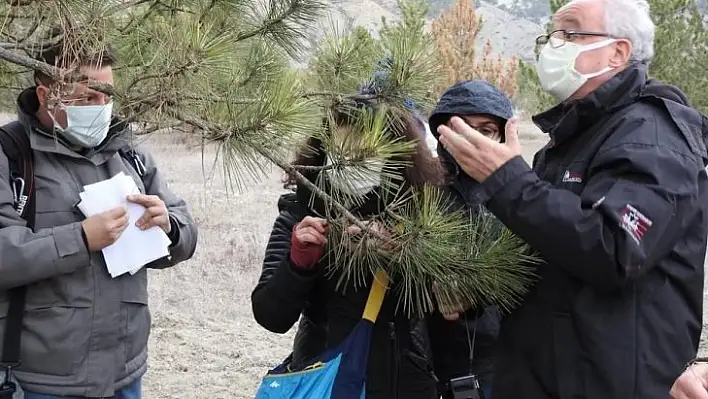 Hanönü ormanlarında artan ağaç kurumaları incelemeye alındı