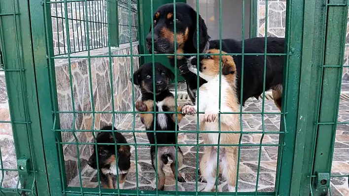 Hasta sokak hayvanlarına kaloriferli odalarda bakılıyor