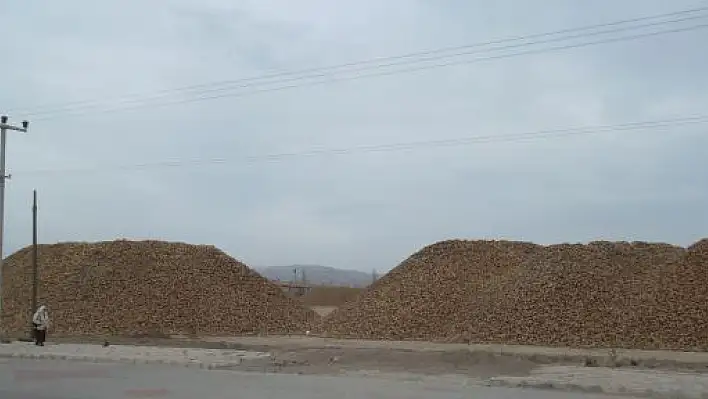 Hastane ve adliyeyi fareler bastı