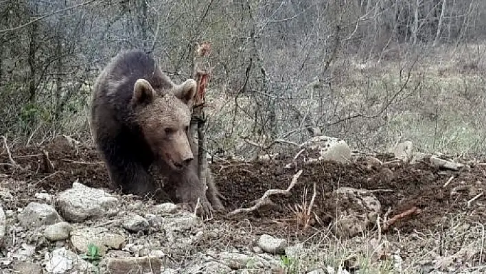 Hayvan Otlatan Kişiyi, Ayı Parçaladı