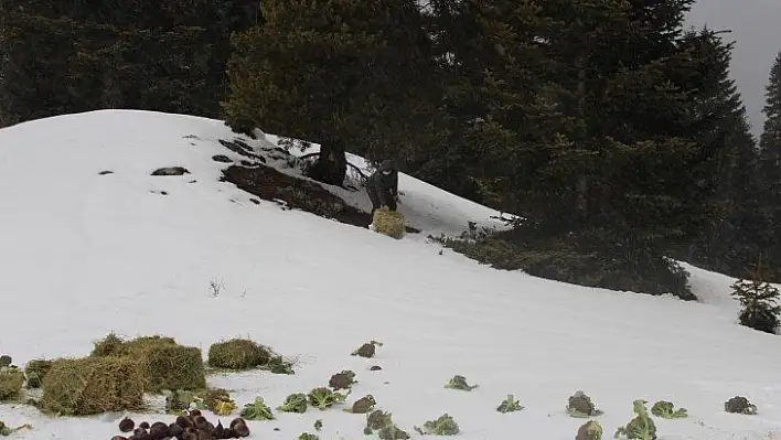 Ilgaz Dağı'nda yaban hayvanları için doğaya yem bırakıldı