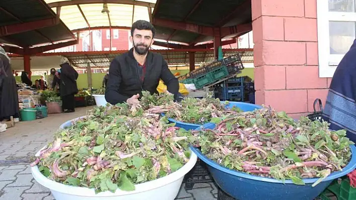 İnebolu'da 'ıspıt' bolluğu yaşanıyor