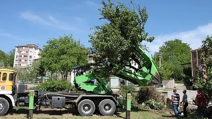 İnşaat bölgesinde kalan 8 ağacın yeri değiştirildi